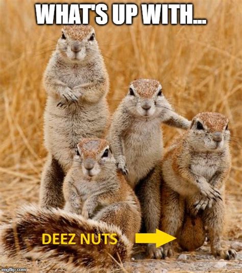 nut memes|Nut Meme Meme Generator